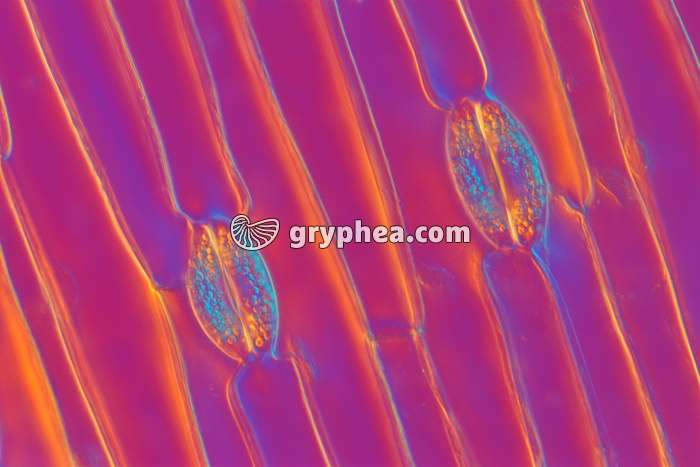 Stomates de feuille de Tulipe x100 - gryphea.org